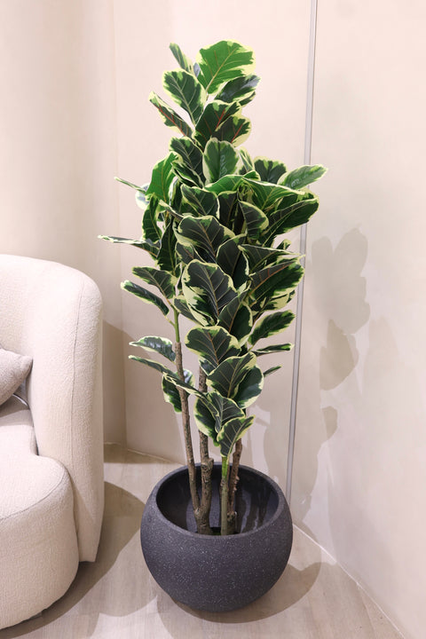 Artificial Variegated Rubber Plant