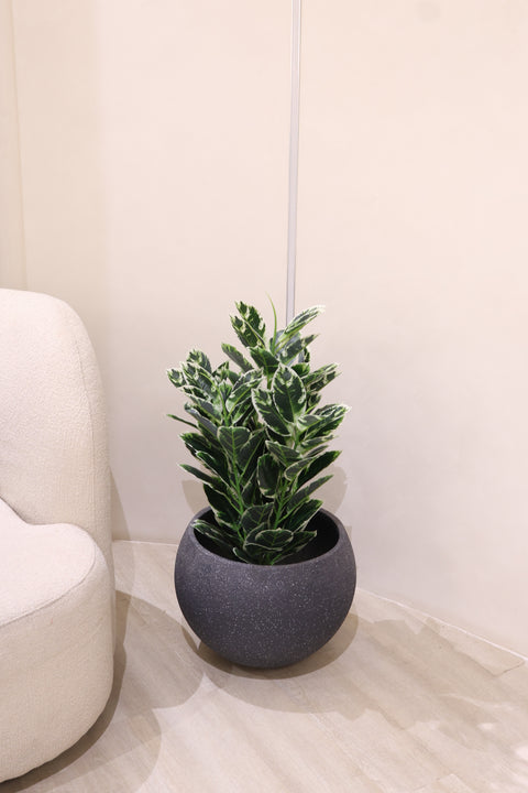 Artificial Variegated Croton Plant