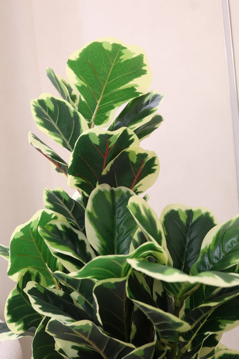 Artificial Variegated Rubber Plant