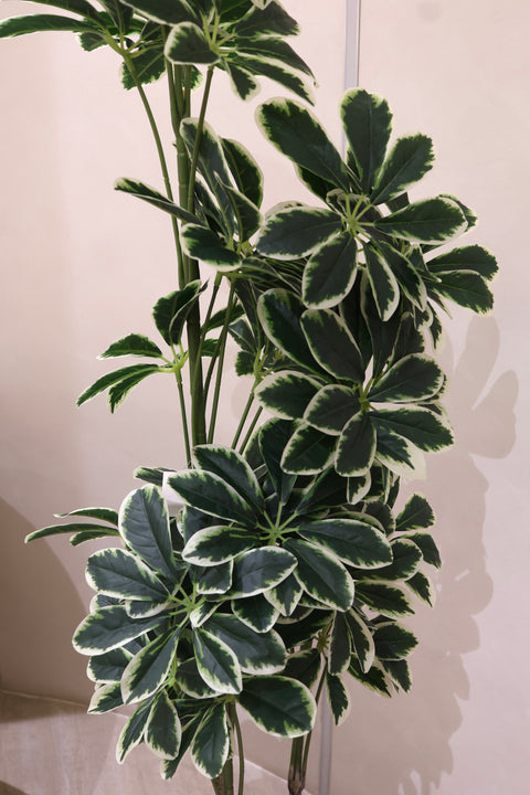 Artificial Variegated Schefflera Plant