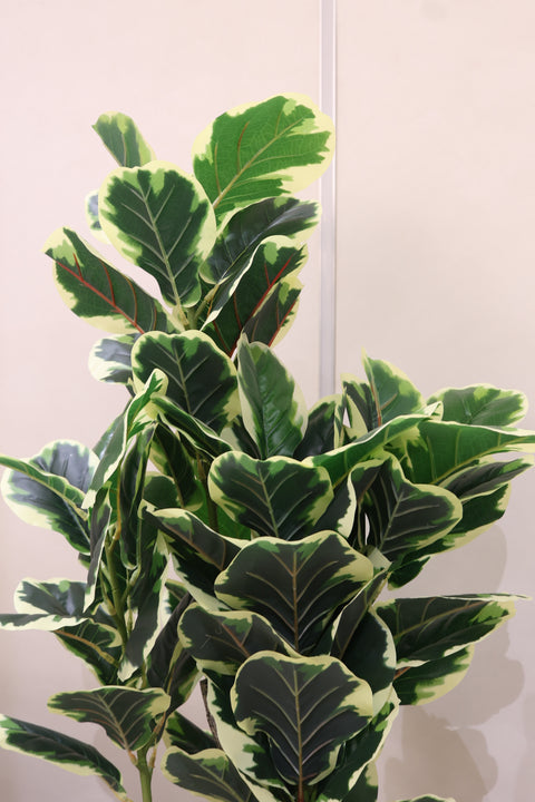 Artificial Variegated Rubber Plant