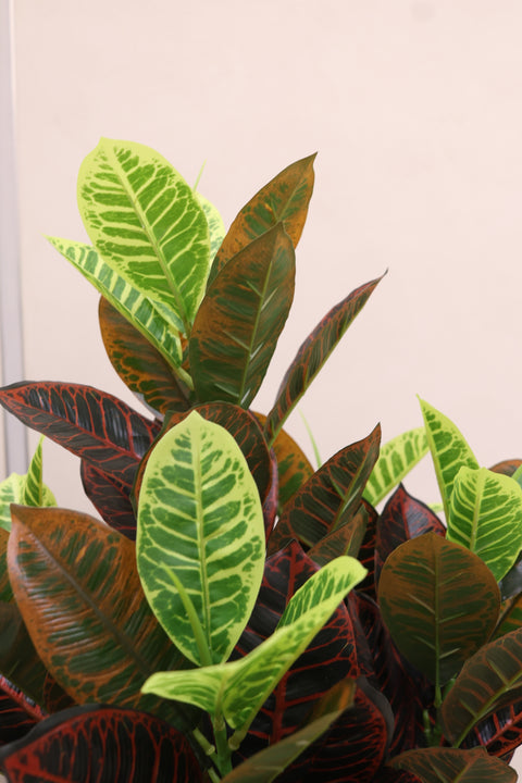 Artificial Multicolor Croton Plant
