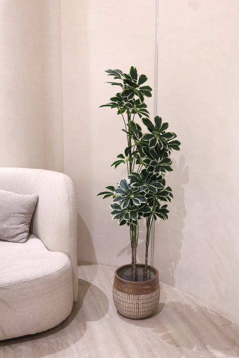 Artificial Variegated Schefflera Plant