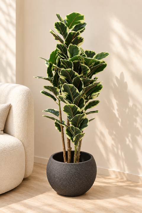 Artificial Variegated Rubber Plant