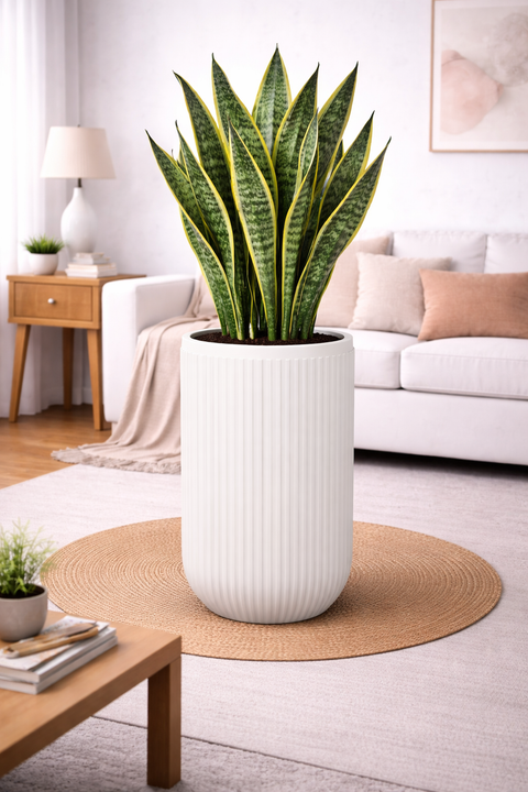 Orchid - A Fiberglass Planter - Oyster White 🌿