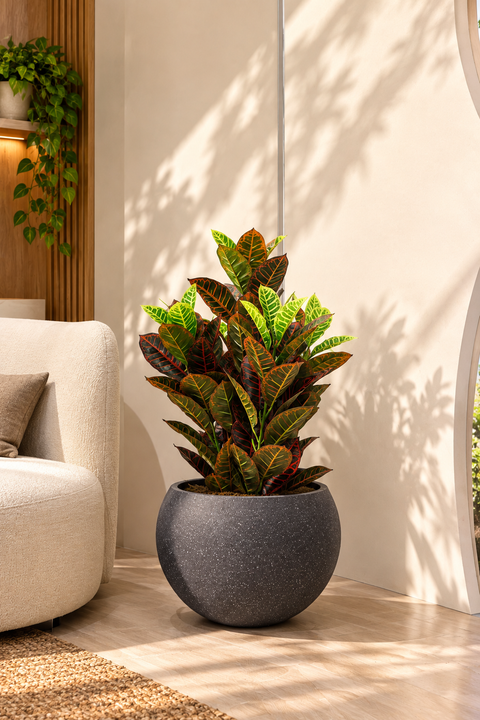 Artificial Multicolor Croton Plant